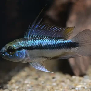 Heißes Angebot Dreistreifen Zwergbuntbarsch (Apistogramma trifasciata)